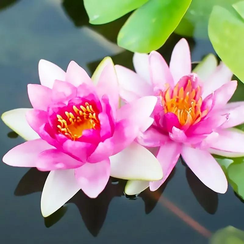 Лотос Горіховий Люцзян мікс квітів насіння 3 шт. (2600106573) - фото 3 Лотос Горіховий Люцзян мікс квітів насіння 3 шт. (2600106573) - фото 3