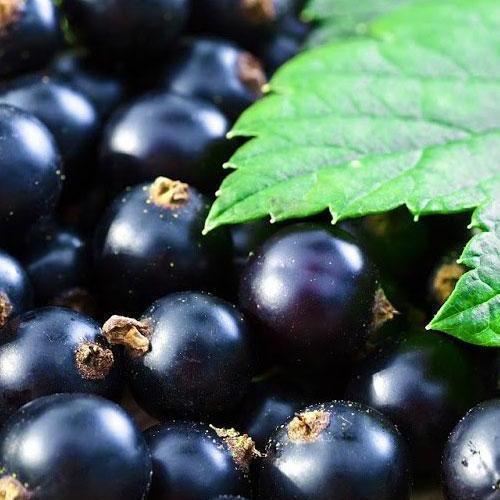 Сажанець Смородина чорна Тібен Tiben середньо-пізній термін дозрівання один з найпопулярніших сортів (19923)