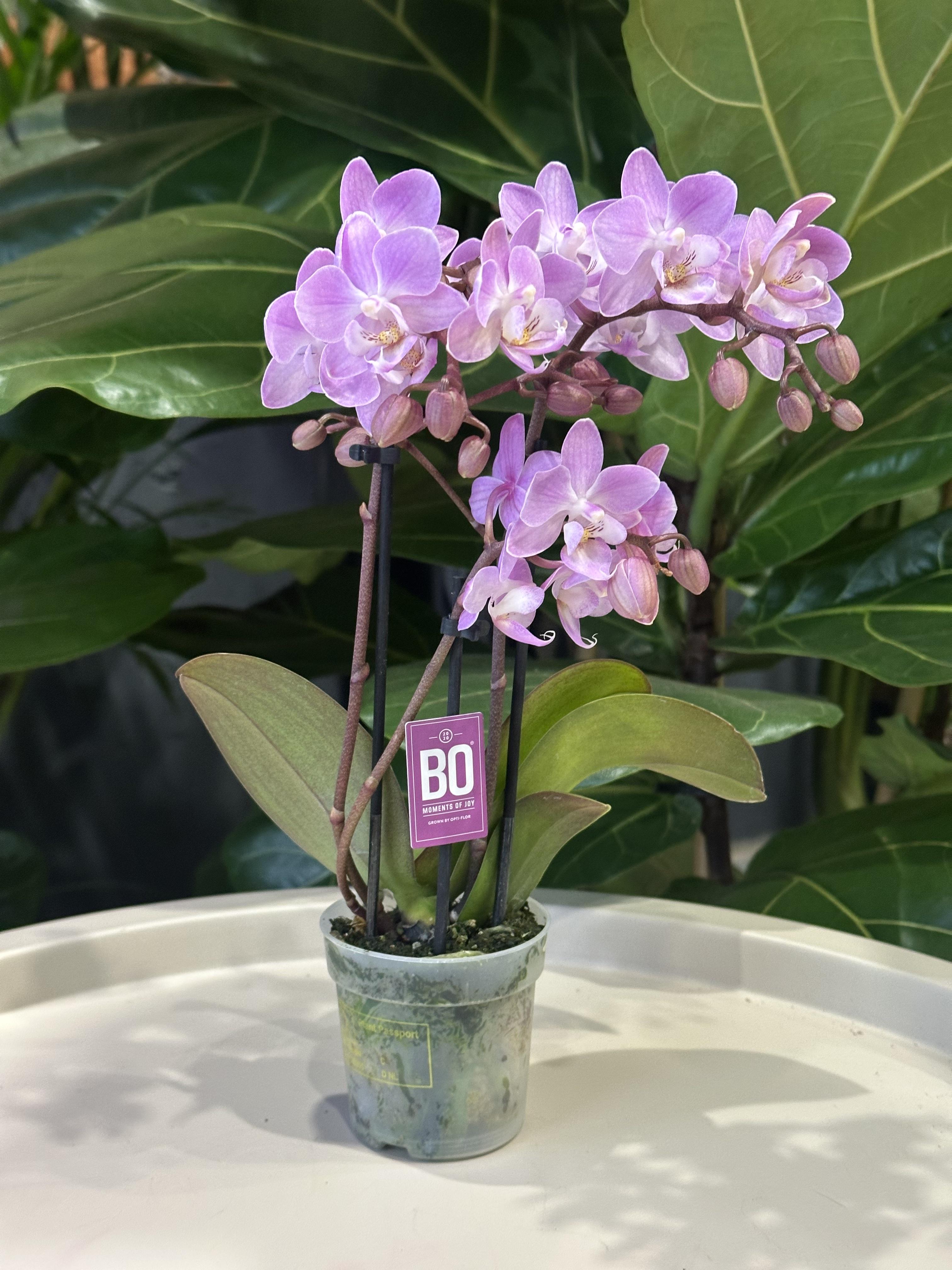 Орхідея мультифлора міні мікс h 30 см Рожевий (31259755) Орхідея мультифлора міні мікс h 30 см Рожевий (31259755)