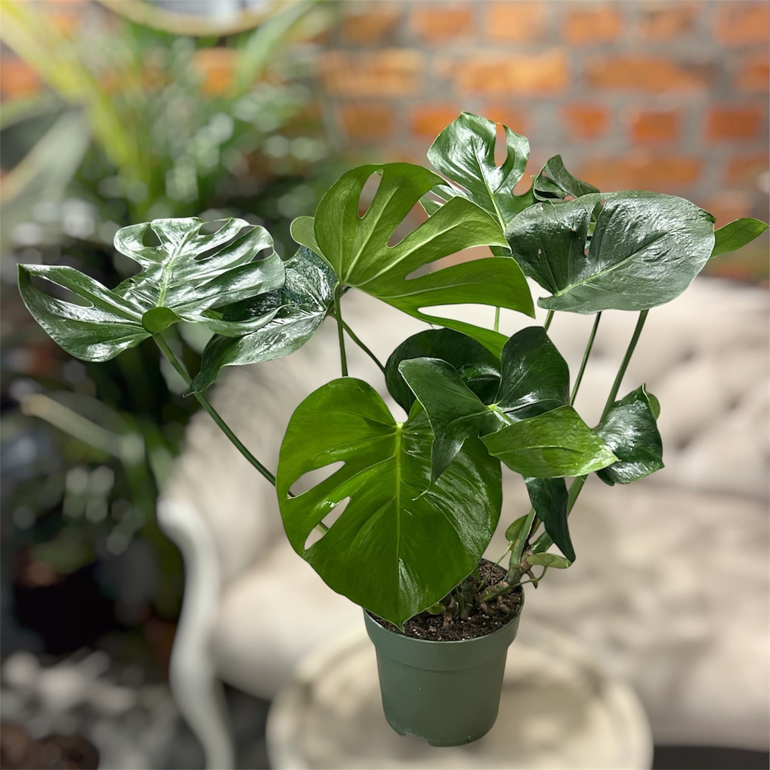 Монстера Делікатна Monstera deliciosa 80 см (39159548)