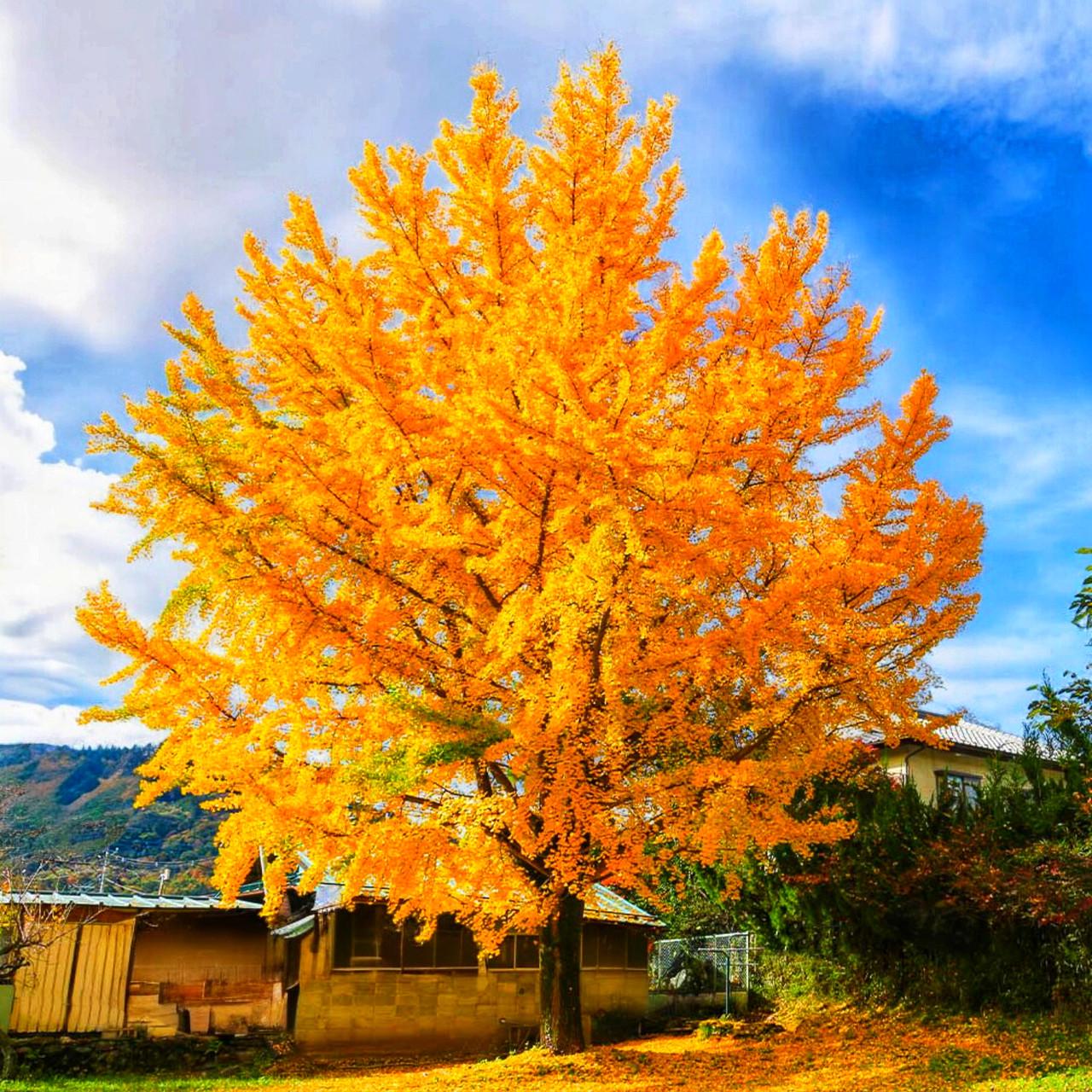 Насіння Ginkgo biloba 5 шт. (2471551289)