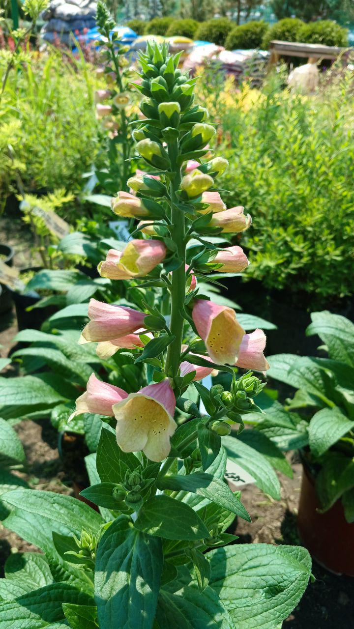 Наперстянка Arctic Fox Rose Р9 (24937750)
