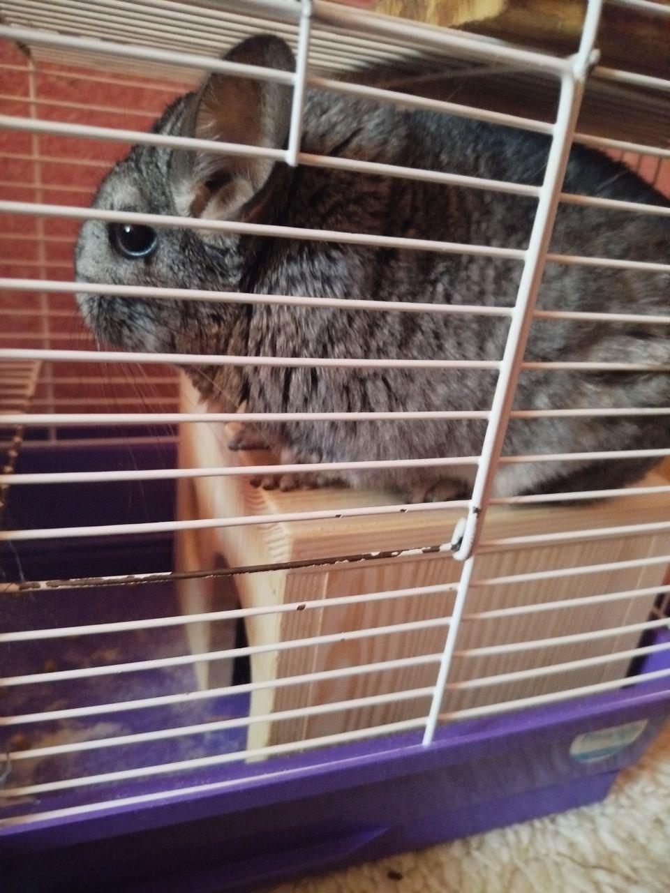 Домик для гызунов на пол Эмма из древесины 21х17х16 см Бежевый - фото 4 Домик для гызунов на пол Эмма из древесины 21х17х16 см Бежевый - фото 4