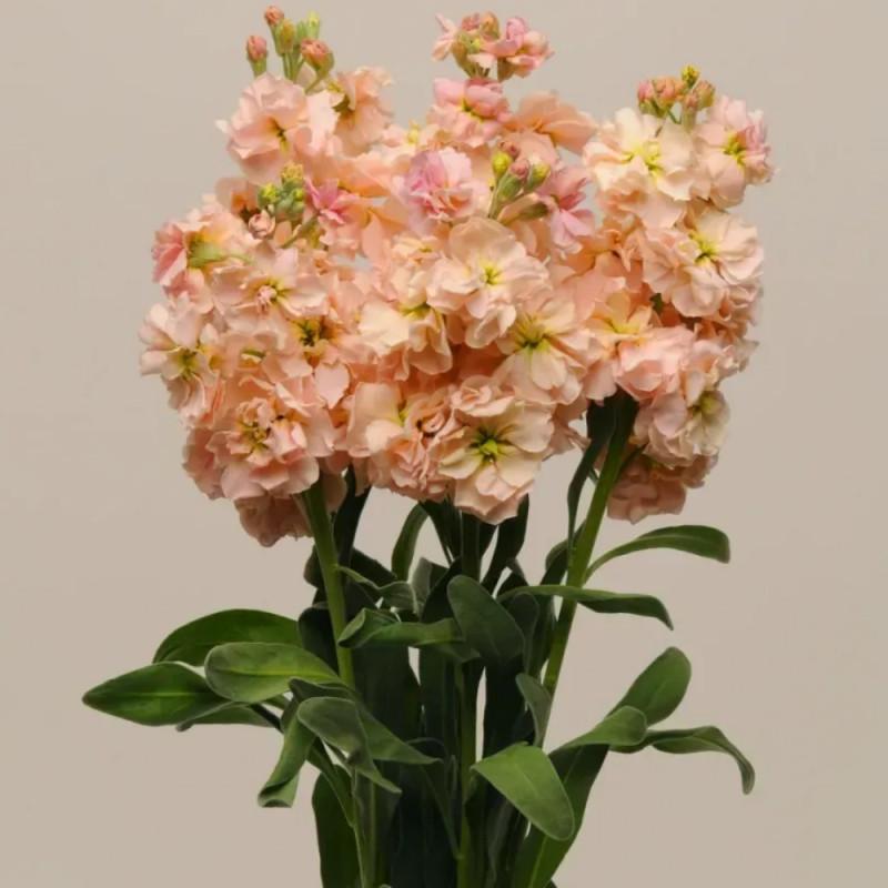 Семена цветов Левкой KATZ APRICOT PanAmerican 50 шт. (BN01528-3)
