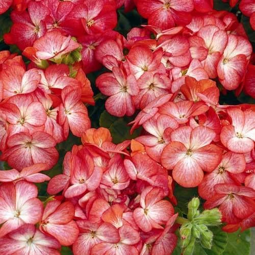 Насіння квітівв Syngenta Пеларгонія садова Multibloom Scarlet Eye 5 шт. (BN01652-4)