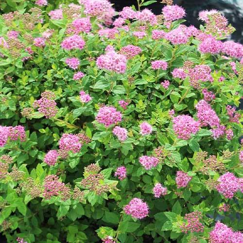 Спирея розовая 40 см - фото 4 Спирея розовая 40 см - фото 4