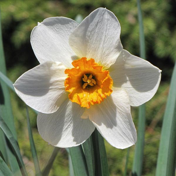 Цибуля декоративна Нарцис великокорончастий Flower Record 1 шт.