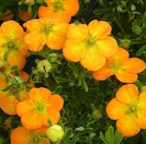 Перстач кущовий Bella Sol Перстач кущовий Bella Sol