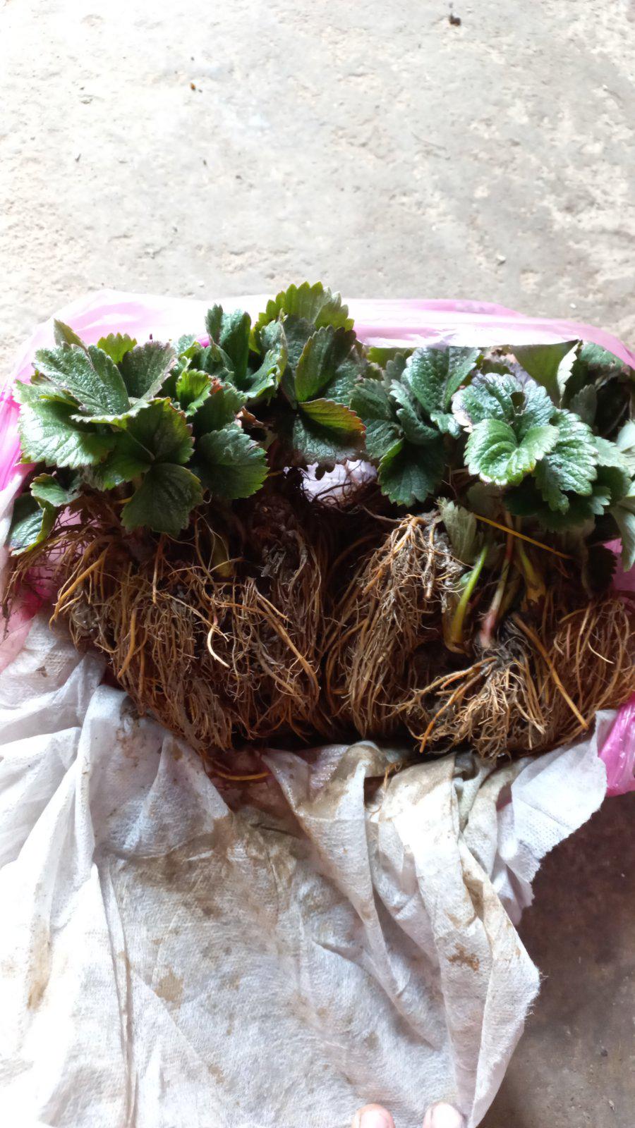 Саджанець полуниці Альба (6536) - фото 3 Саджанець полуниці Альба (6536) - фото 3