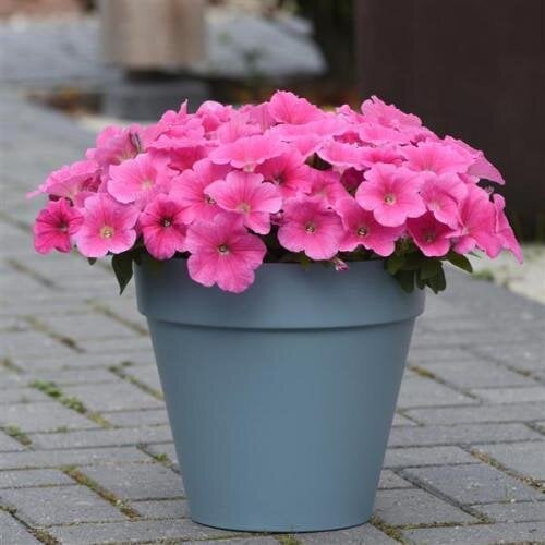 Семена цветов Петуния ампельная E3 Easy Wave F1 Pink Cosmo PanAmerican 5 шт. (BN11934-4)