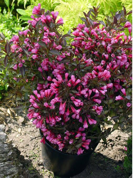 Саженец вейгелы цветущей Александра Weigela florida Alexandra Р9 (867394302) - фото 3 Саженец вейгелы цветущей Александра Weigela florida Alexandra Р9 (867394302) - фото 3