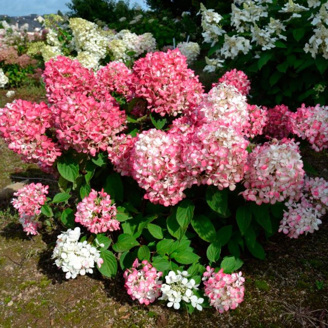 Саджанець гортензії волотистої Hydrangea paniculata Pinky Promise Р9 (1728304808) - фото 2