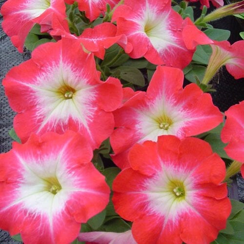 Семена цветов Петуния многоцветковая Lambada Scarlet Morn Hem Genetics 1000 шт. (BN09526)