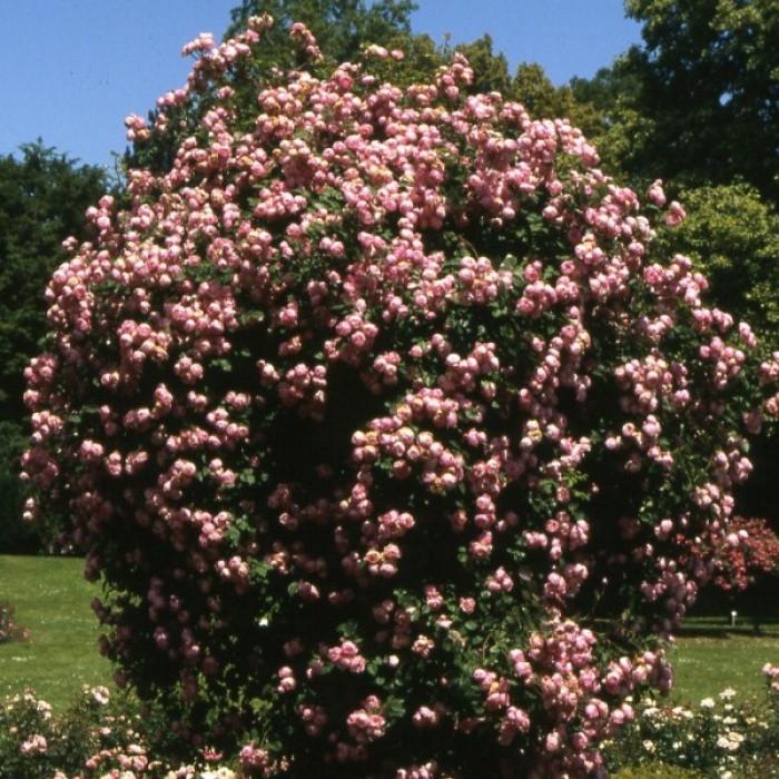 Роза Raubritter Плетистая (2558766766)