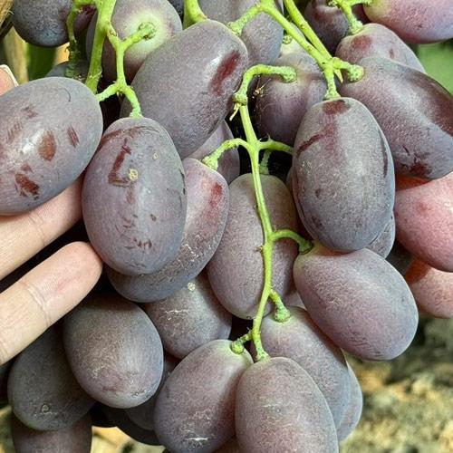 Сажанец Виноград Дамасская Красавица сверхранний крупный сладкий сорт (182247)