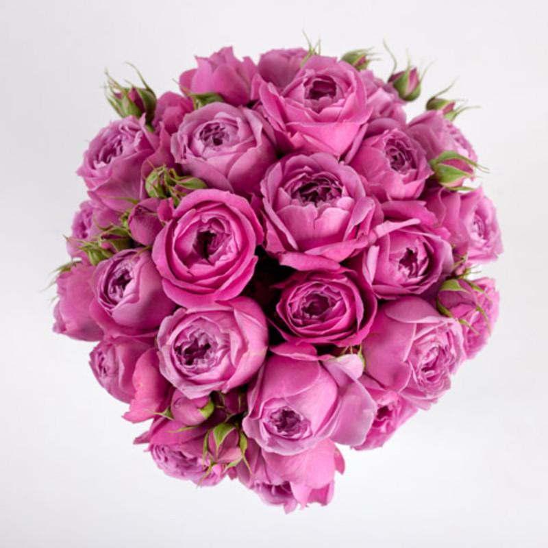 Роза Misty Bubbles Спрей в контейнере (2669455723) Роза Misty Bubbles Спрей в контейнере (2669455723)