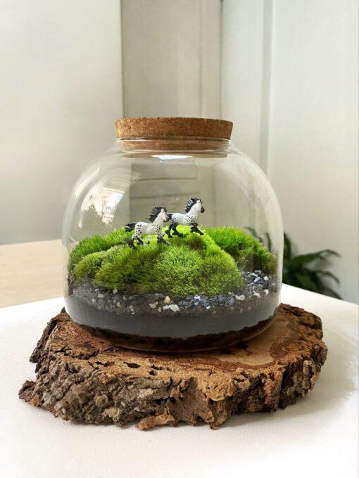 Живой мох в банке с подсветкой 15х14 см