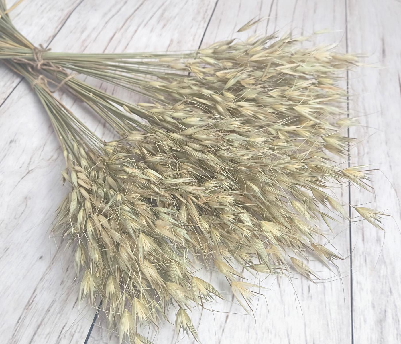 Сухоцвіт вівсюг натуральні колоски 30 шт. (2555194386)