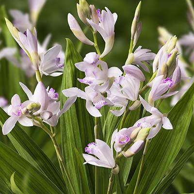 Блетилла Florium Striata Kuchibeni (8558)
