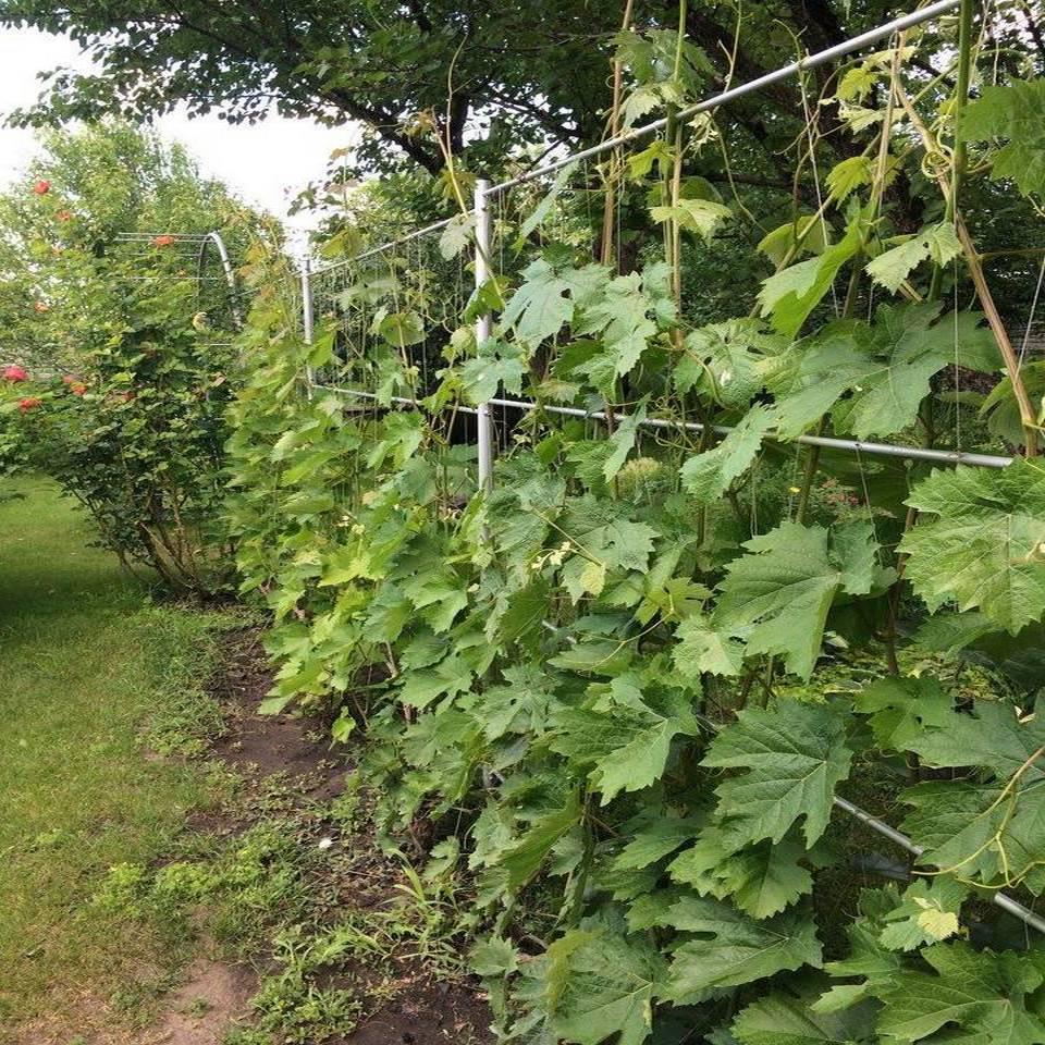 Опора для рослин шпалера садова 2300х6000 мм d 28 мм/d 12 мм (ШС-D28/D12-2300*6000) - фото 7