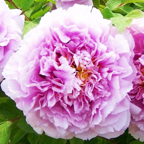 Пион Florium Charming Sights after Rain Yu Hou Feng Guang древовидный (6472)