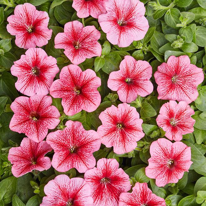 Насіння Петунія ампельна Вельвет F1 лососева з прожилками ТД Гекса-Україна 02-01-400 10 шт. (IR003074)