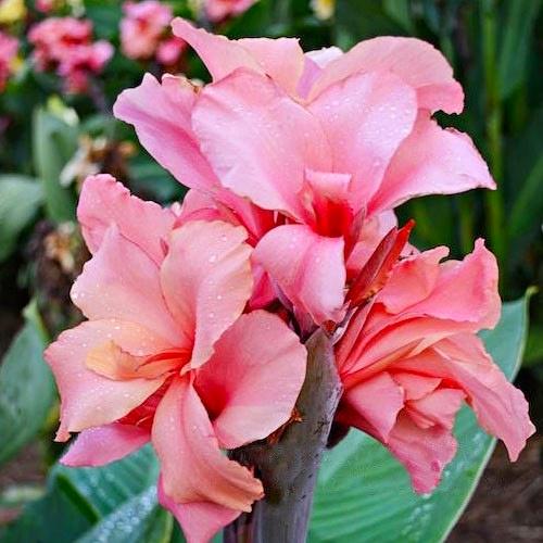 Канна Чайніз Корал Chinese Coral 3 шт. (38285369)