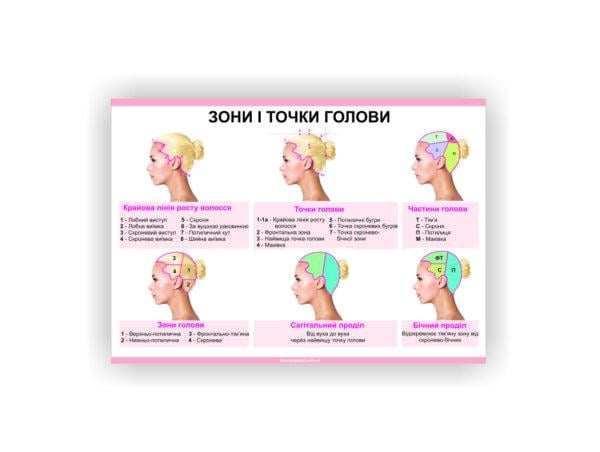 Плакат Vivay Зоны и точки головы 30х40 см (25602832)
