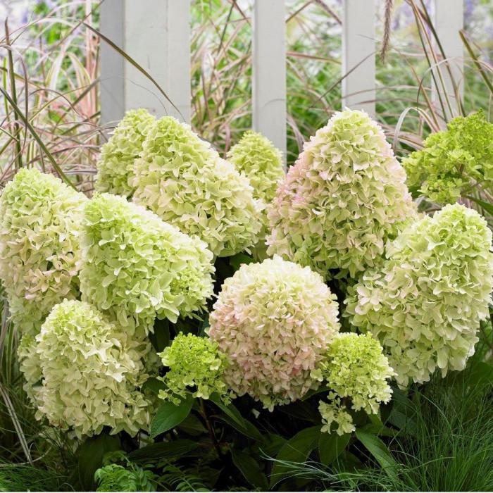 Саджанець гортензії волотистої Hydrangea paniculata Little Spooky Р9 (1531782799)