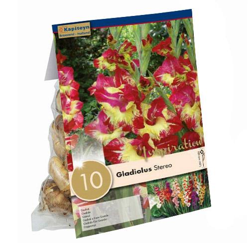 Гладиолус Florium Stereo (13923)
