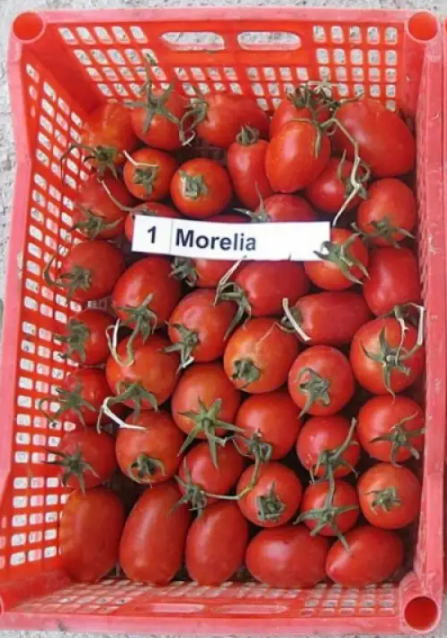 Насіння Томат Морелия ТД Гекса-Україна 500 шт. 01-25-281 (IR00704) Насіння Томат Морелия ТД Гекса-Україна 500 шт. 01-25-281 (IR00704)