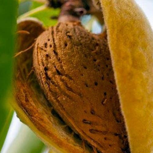 Сажанец Миндаль сладкий Десертный ранний срок созревания (64048)