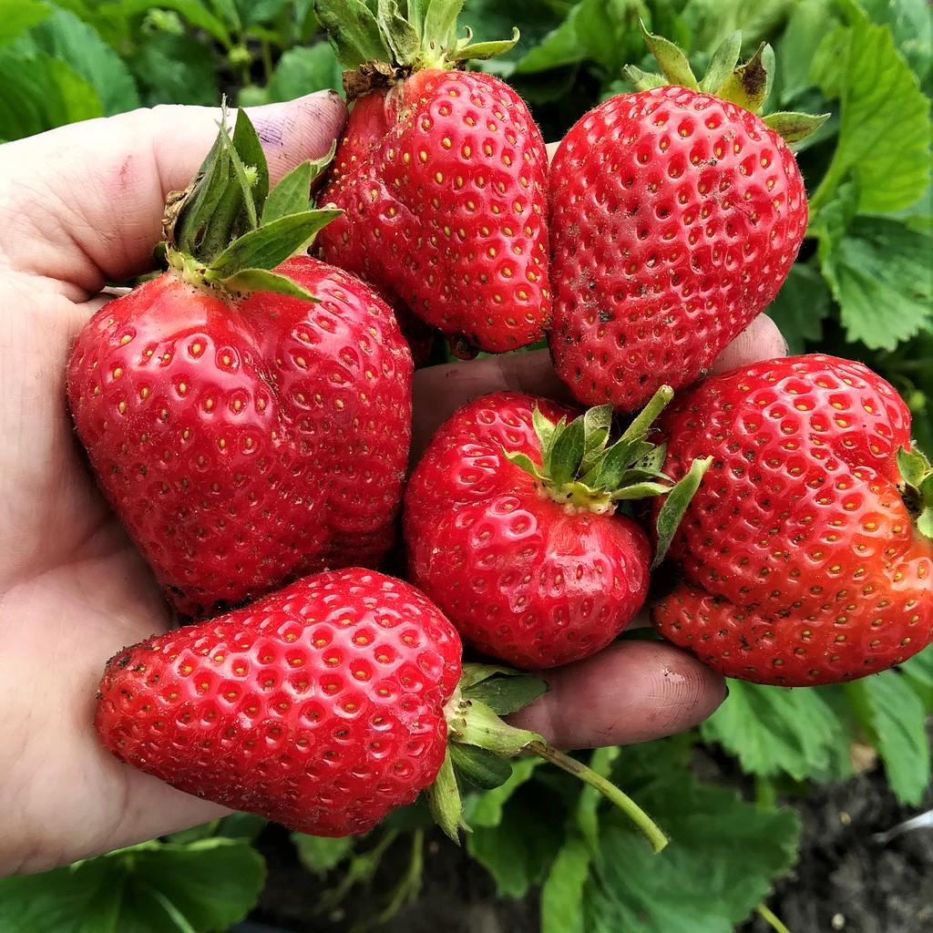 Саженец клубники Garda ранняя (1670697719)