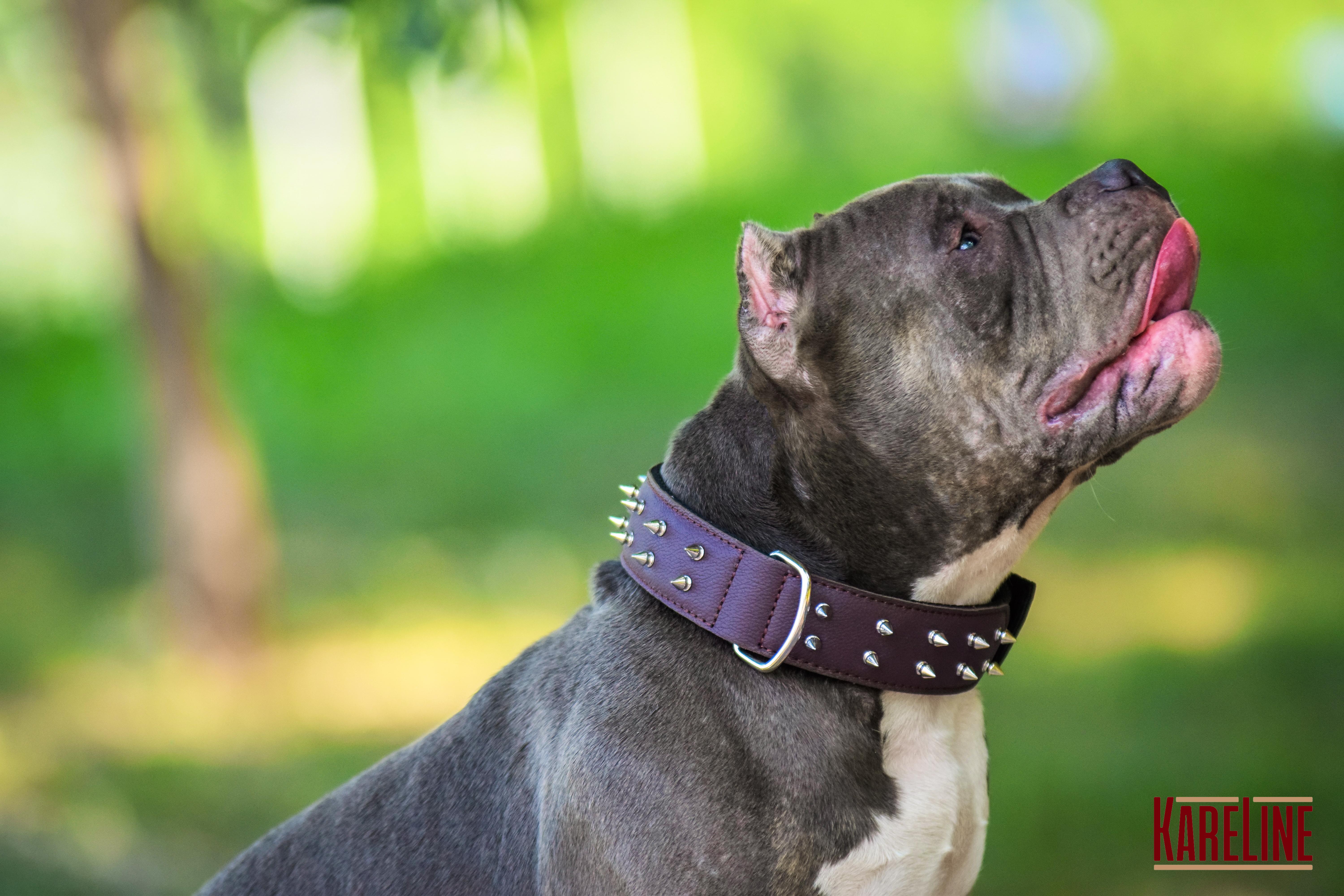 Ошейник KareLine и натуральной кожи с шипами 45 мм 510-640 мм (6629/12) - фото 10 Ошейник KareLine и натуральной кожи с шипами 45 мм 510-640 мм (6629/12) - фото 10