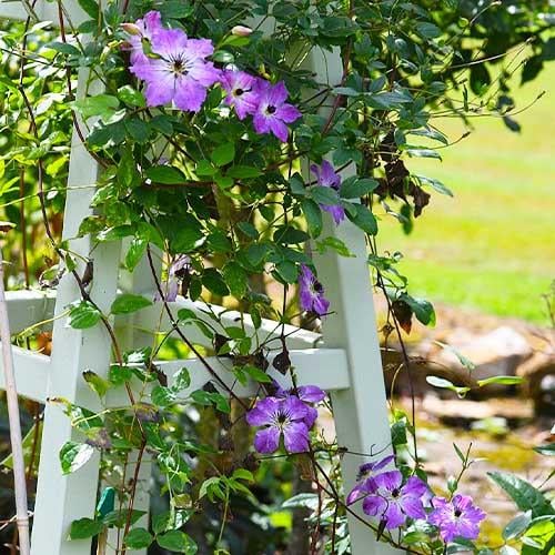 Клематис Super Nova Florium - фото 4