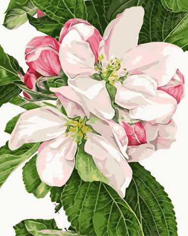 Картина по номерам Strateg Цветы Яблочный цвет 40х50 см в термопакете (VA-0819)