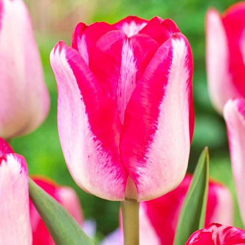 Тюльпан Florium Just Kissed (6783)
