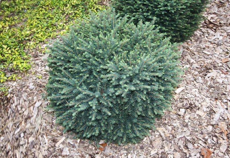 Ялина сербська Керел С2 (2669484287) - фото 4 Ялина сербська Керел С2 (2669484287) - фото 4