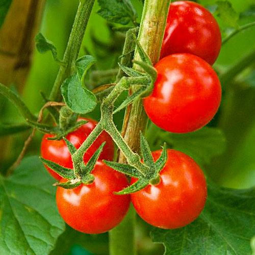 Семена Томат Florium Спокус черрі (17286)