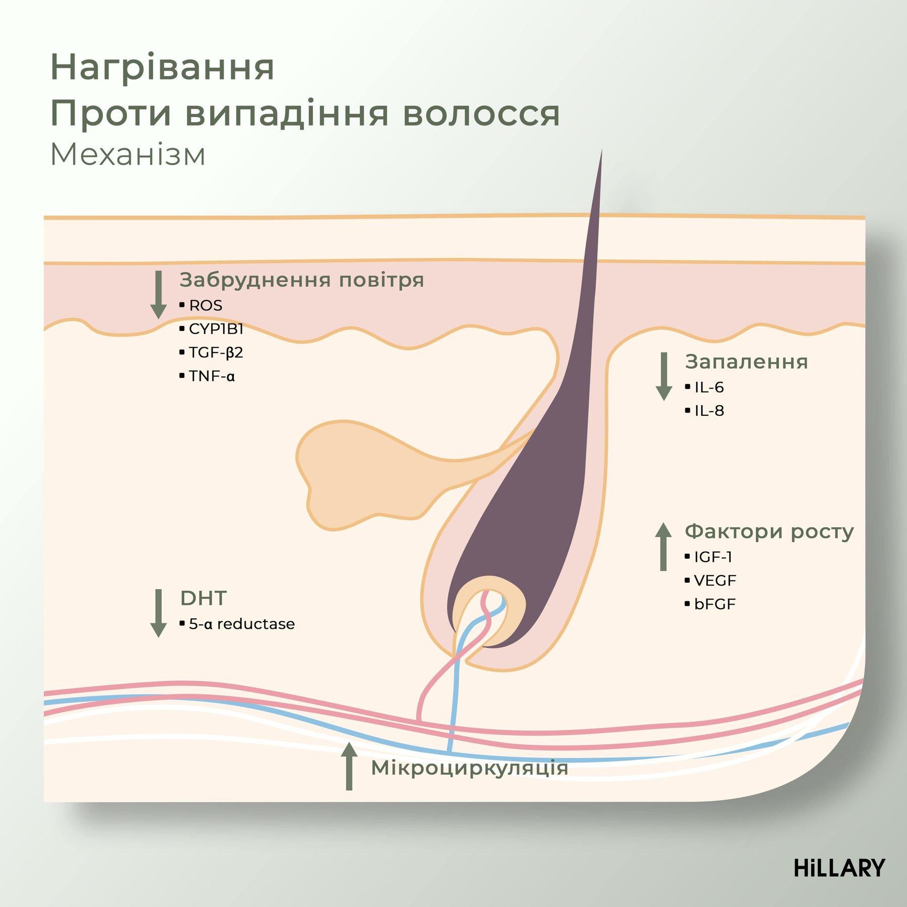 Ензимний пілінг для шкіри голови + Сироватка для росту волосся MULTI-ACTIVE HOP CONES - фото 4