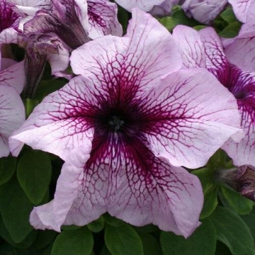 Семена цветов Floranova Петуния крупноцветковая Prism Blueberry Sundae 50 шт. (BN07806-3)