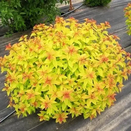 Саджанець спіреї японськаої Голден Принцесс горщик 0,5 л (2101815451)