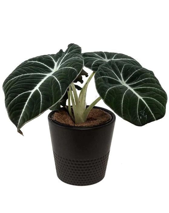 Алоказия Блэк Вельвет (28446794) - фото 2 Алоказия Блэк Вельвет (28446794) - фото 2