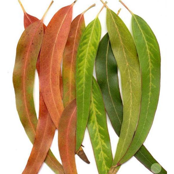 Аромаолія ефірна Aroma Inter Евкаліпт 10 мл (4021) - фото 2 Аромаолія ефірна Aroma Inter Евкаліпт 10 мл (4021) - фото 2