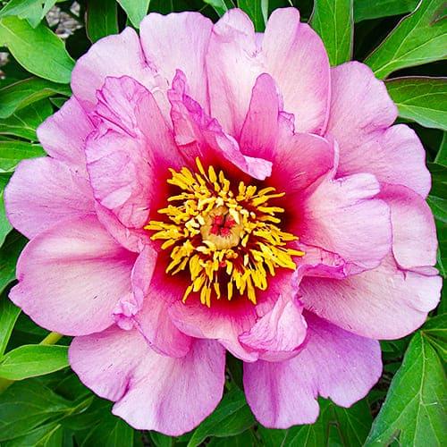 Пион Florium ITOH Yankee Doodle Dandy (18304)