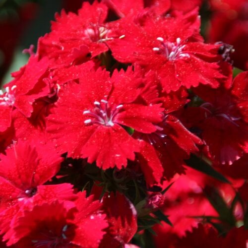 Насіння квітів Гвоздика гібридна Takii seed Telstar F1 Crimson 1000 шт. (BN08779)