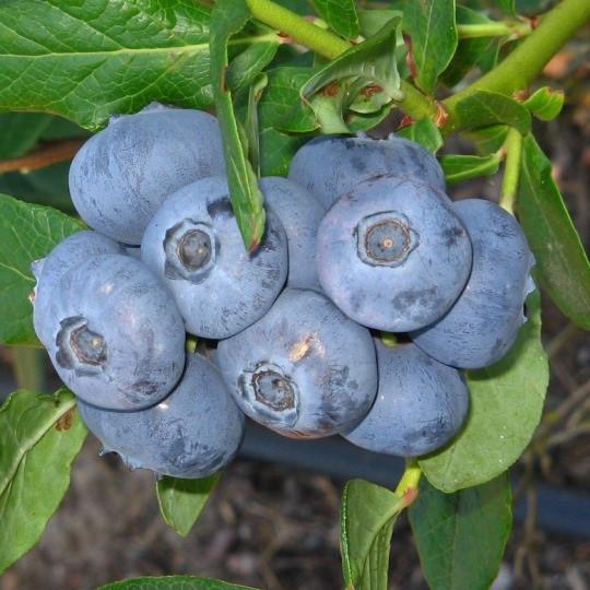 Саженец голубика Патриот средняя Р9 (644345405) Саженец голубика Патриот средняя Р9 (644345405)