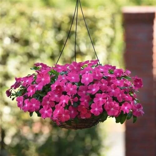 Семена цветов Катарантус MEDITERRAN XP HOT ROSE PanAmerican 10 шт. (BN05353-4)
