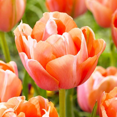 Тюльпан Florium Menton Exotic (3595)
