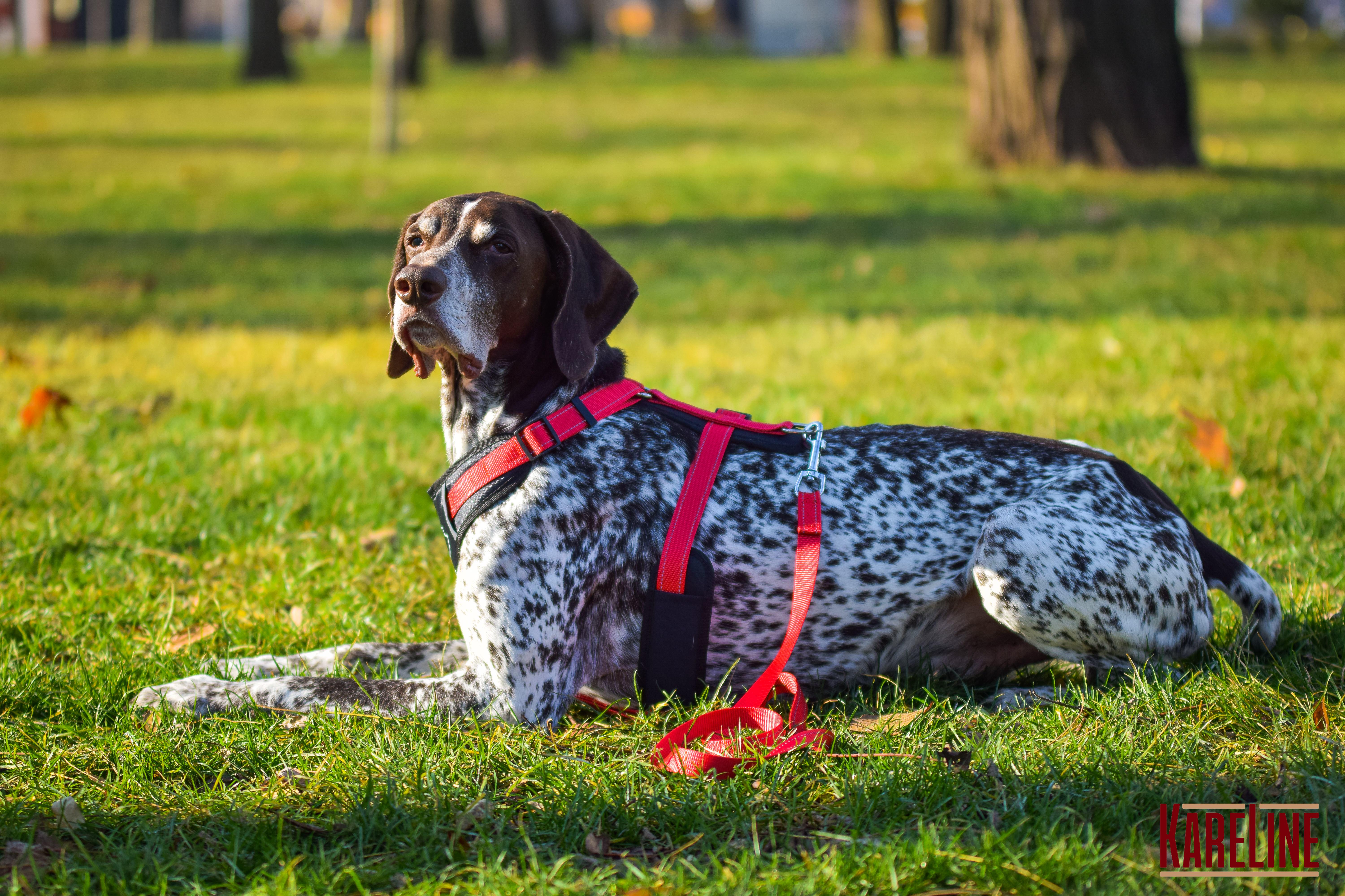 Шлея KareLine з нейлону з пластиковою пряжкою 20 мм А:400-600 мм В:500-630 мм Червоний (0883/6) - фото 5 Шлея KareLine з нейлону з пластиковою пряжкою 20 мм А:400-600 мм В:500-630 мм Червоний (0883/6) - фото 5